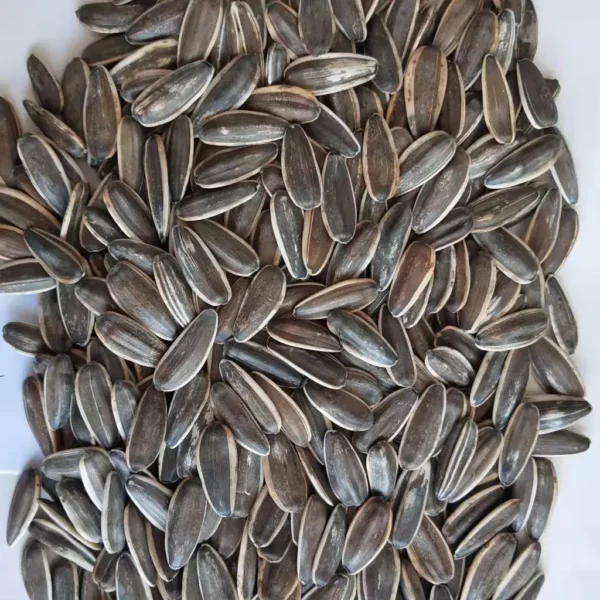 Best Price High Quality Raw Sunflower Seeds Big Size 361 - Image 3
