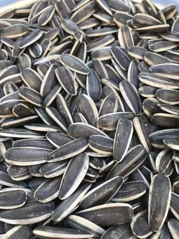 Best Price High Quality Raw Sunflower Seeds Big Size 361 - Image 5