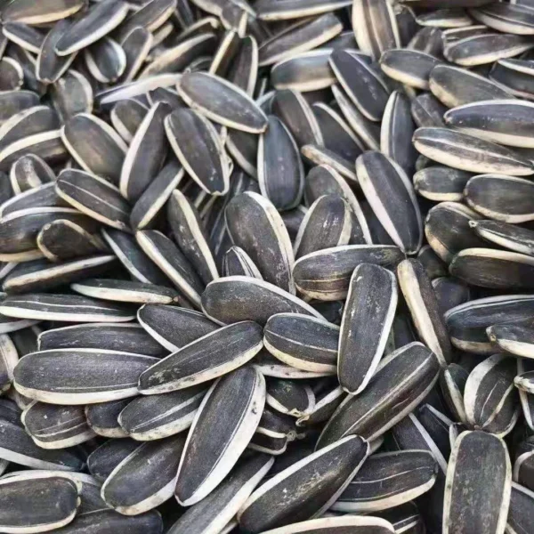 Best Price High Quality Raw Sunflower Seeds Big Size 361